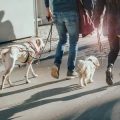 Walking With a Purpose: Charity Walks and Movements That Change Lives