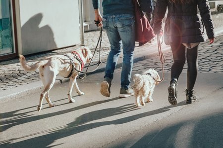 Walking With a Purpose: Charity Walks and Movements That Change Lives