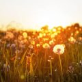 The Minimalist Mindset: How Decluttering Your Space Enhances Your Mental Health