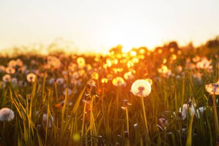 The Minimalist Mindset: How Decluttering Your Space Enhances Your Mental Health