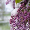 10 Proven Home Remedies for Cold and Flu Relief in the United States