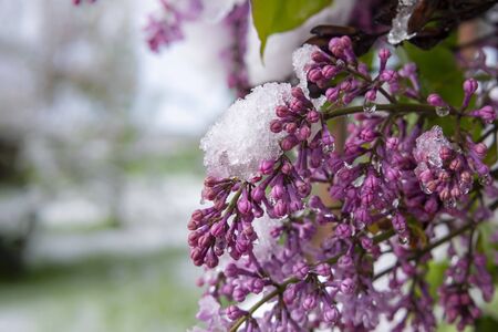 10 Proven Home Remedies for Cold and Flu Relief in the United States