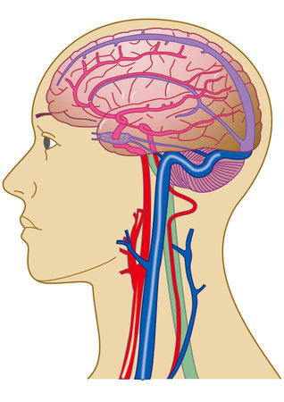 How Conscious Breathing Impacts the Nervous System