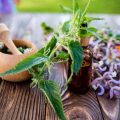 Herbs and Natural Remedies for Immune Support: What the Science Says for American Adults