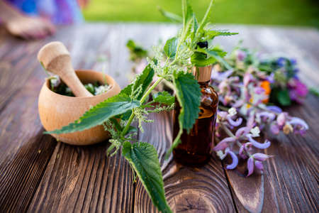Herbs and Natural Remedies for Immune Support: What the Science Says for American Adults