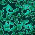Gut Health and Longevity: The Science of the Microbiome and Aging