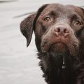 Acupressure and Reflexology for Pets: Extending Holistic Wellness to American Households