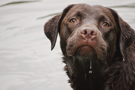 Acupressure and Reflexology for Pets: Extending Holistic Wellness to American Households