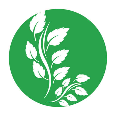 Navigating Authenticity: Finding Real Ayurvedic Products