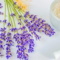 Lavender, Chamomile, and Beyond: Plant-Based Remedies for Insomnia